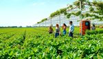 innovacion en bioinsumos y su mercado global